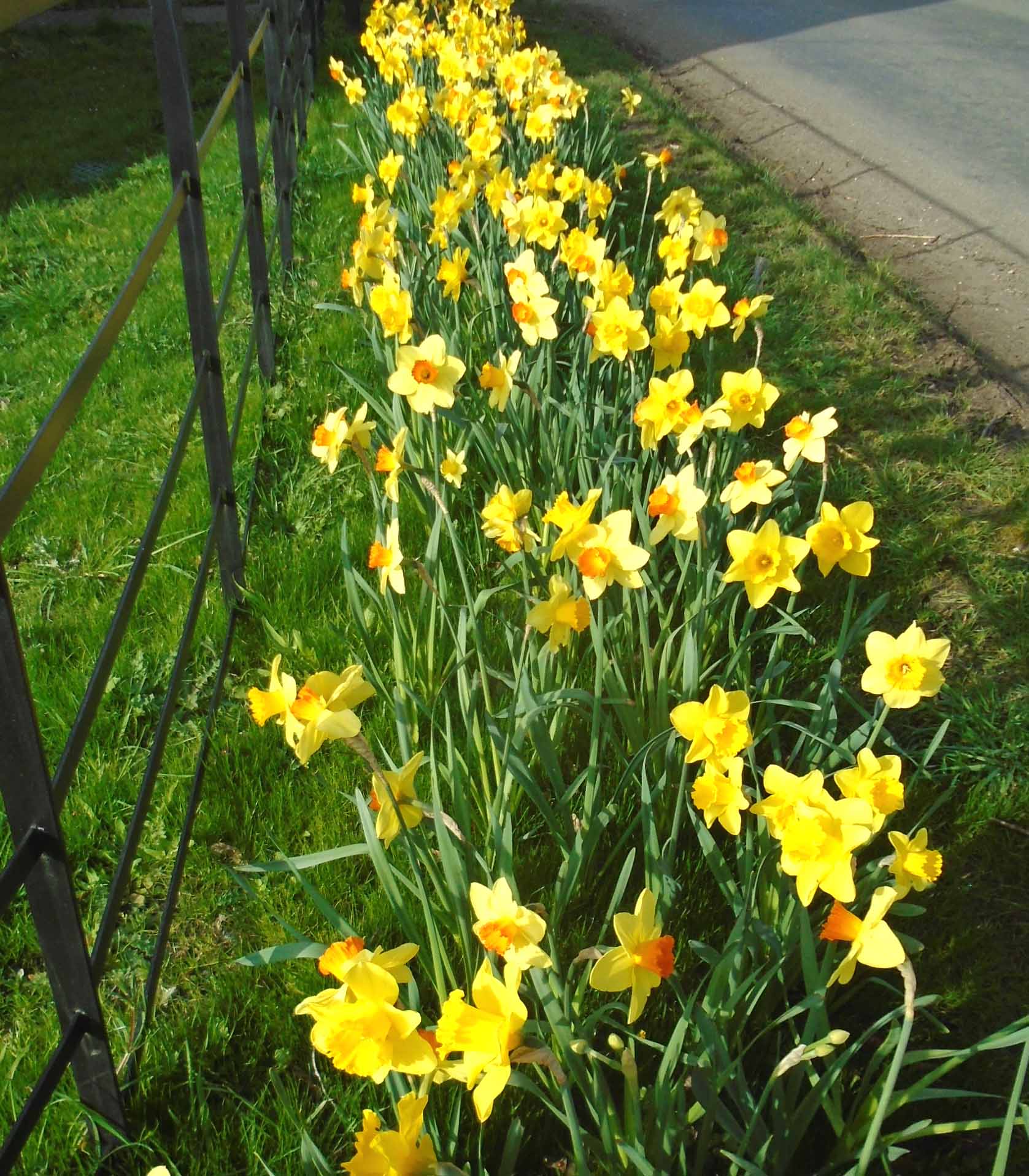 daffodil red bottoms